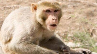 Monkey-loot-money