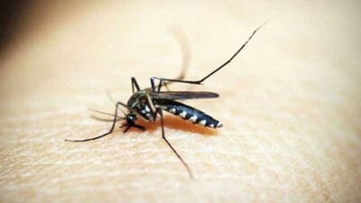 Mosquito-Malaria