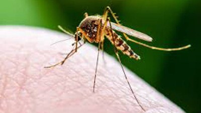 Mosquito