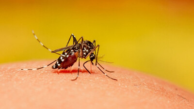 Mosquito