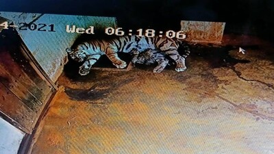 Nandankanan Tiger Birth