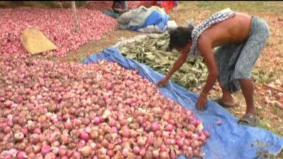 ONION-FARMER