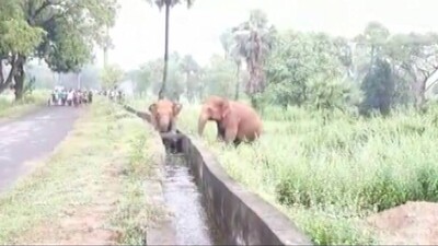 Odisha-Baby-Elephant-Rescue