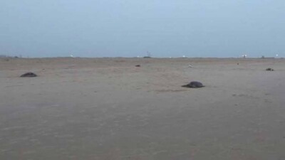 Olive-Ridley-Deaths