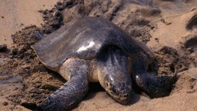 Olive Ridley Turtle