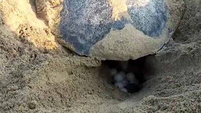 Olive-Ridley-laying-eggs
