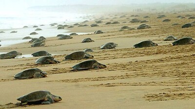 Olive Ridley turtles