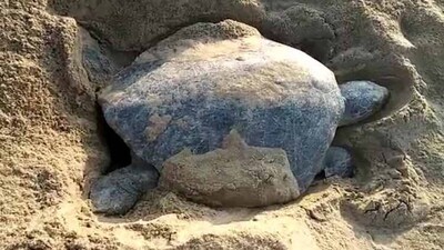 Olive-Ridley