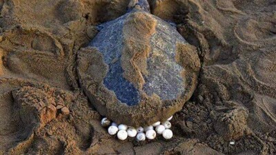 Olive-Ridley