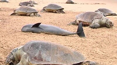 Olive-ridley
