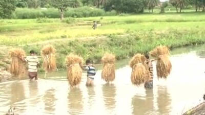 Paddy-Carrying-Farmers