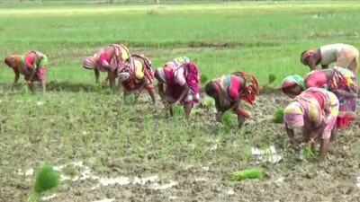 Paddy-Sowing-Problem