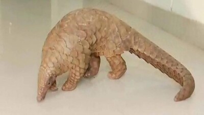Pangolin