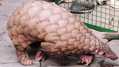 Pangolin