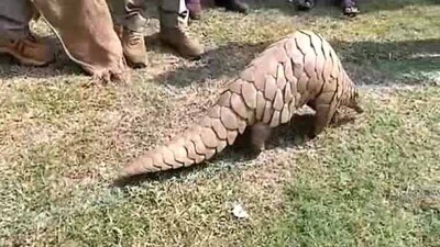 Pangolin