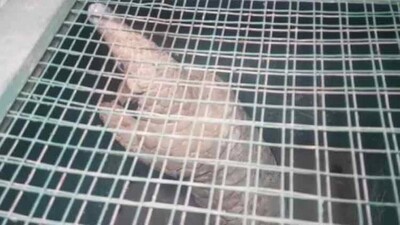 Pangolin