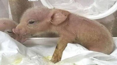 Pig-Monkey-Breed
