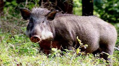 Pig-death