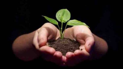 Plantation-
