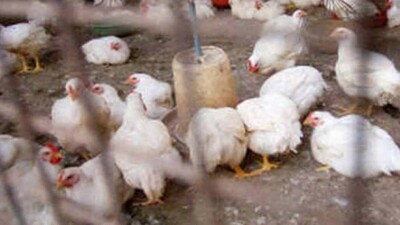 Poultry