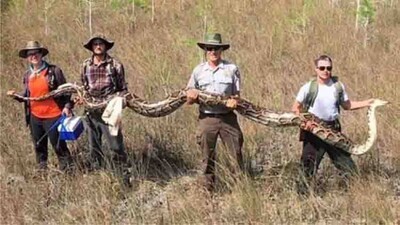 Python