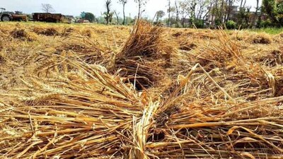 Rabi-Crops