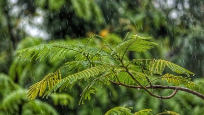 Rains
