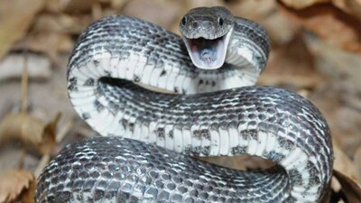 Ratsnake