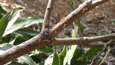 Red-Ant-Chutney-Odisha