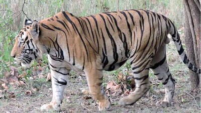 Royal-Bengal-Tiger