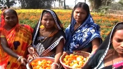 SHG-flower-cultivation