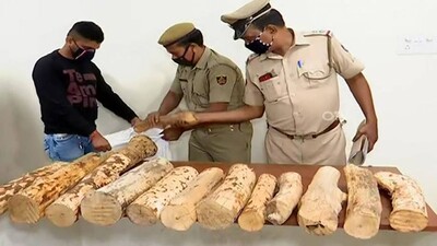Sandalwood-smuggler