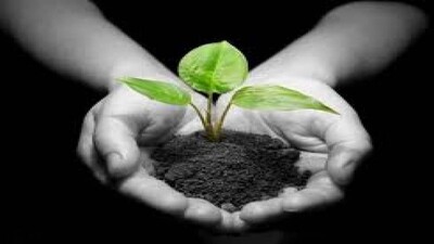 Sapling