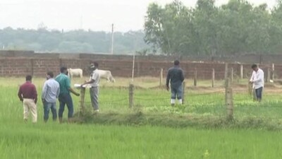 Sarua-Site