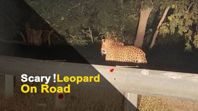 Leopard Found Roaming On Roadside In Odisha | OTV News