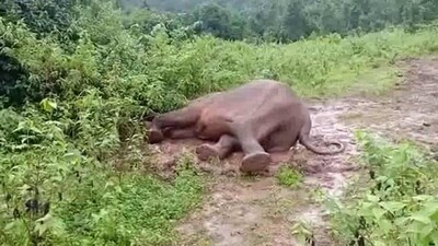 Sick-elephant1