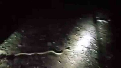 Snake-1