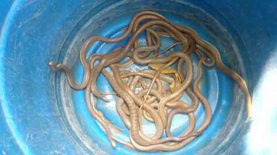 Snake-rescue-Kendrapara