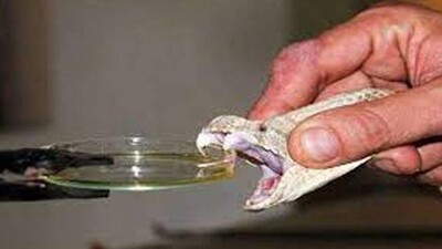 Snake-venom