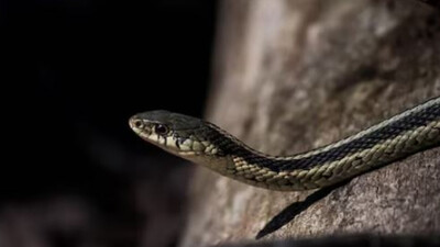 Snakebites surge during monsoon: Father and son fall victim in Mayurbhanj