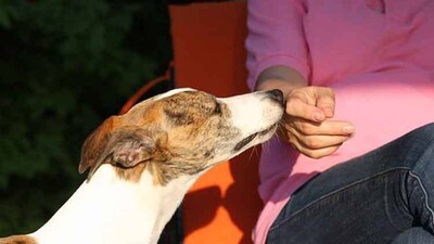 Sniffing-dog