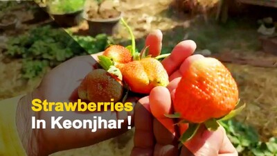Retired-IAF Officer Manages To Grow Strawberries In Odisha Retired-IAF Officer Manages To Grow Strawberries In Odisha