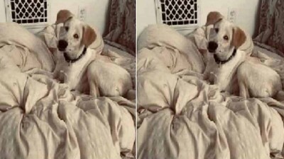 Stray Dog