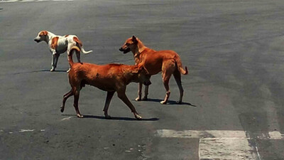 Stray Dogs