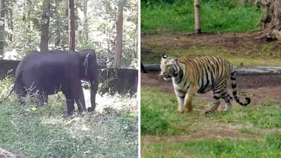 Sundari-and-Jashoda