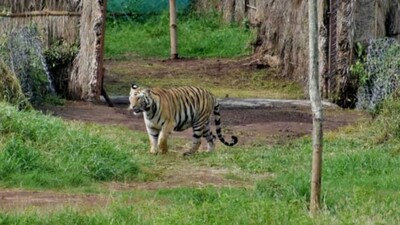 Tigress Sundari