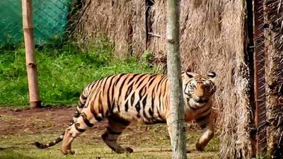 Sundari