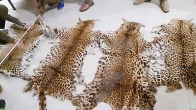 Poaching Concern In Odisha