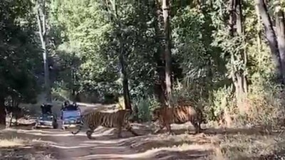 Tigers-fighting