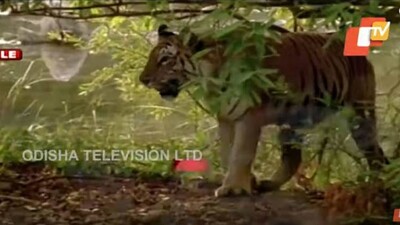 Tigress-Sundari